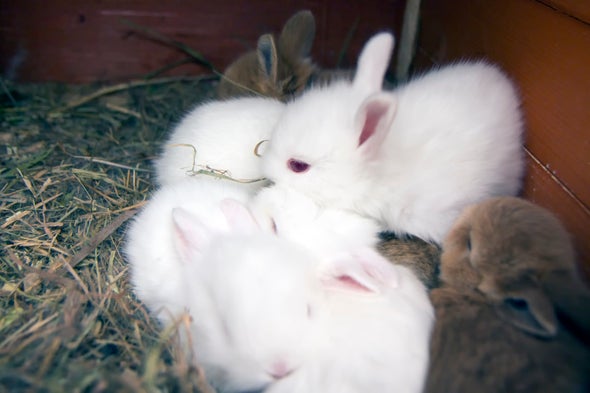 جينات حيوانات المُدرع والقنفذ والأرنب تكشف كيف تطور الحمل