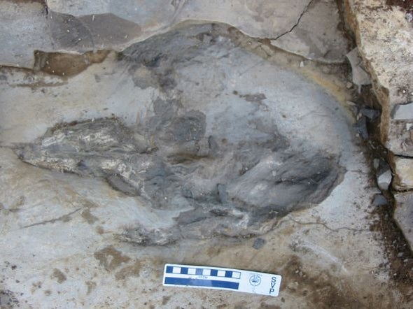 اكتشاف آثار أقدام ديناصور أعرج في إسبانيا