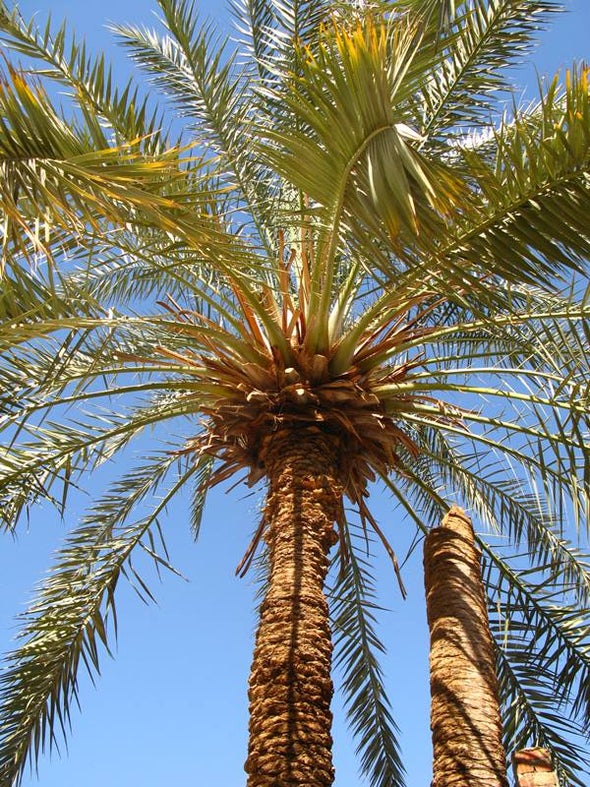شجرة النخيل في الامارات - Shajara