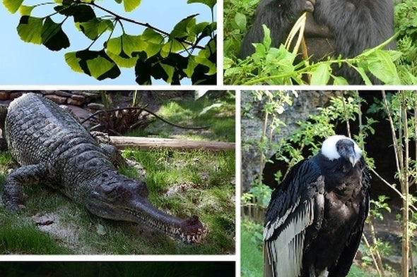 انقراض الكائنات كبيرة الحجم يهدد النظام البيئي العالمي