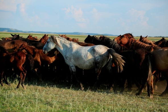 الجينوم يروي تاريخ الحصان عبر 5000 عام