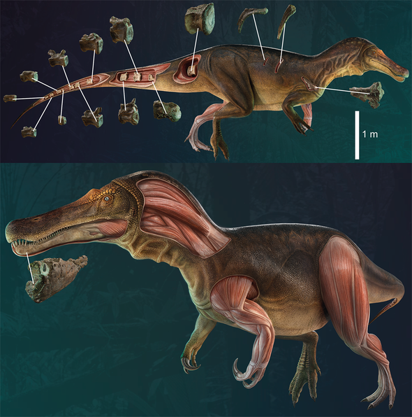 العثور على نوع جديد من الديناصورات آكلة اللحوم