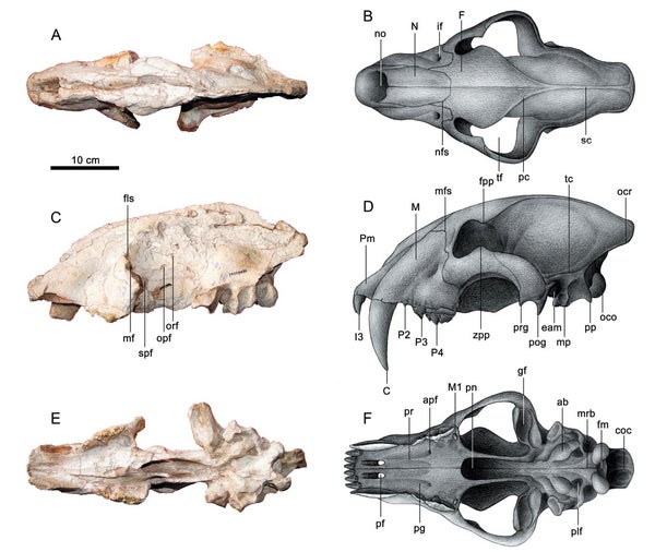 Cat skull