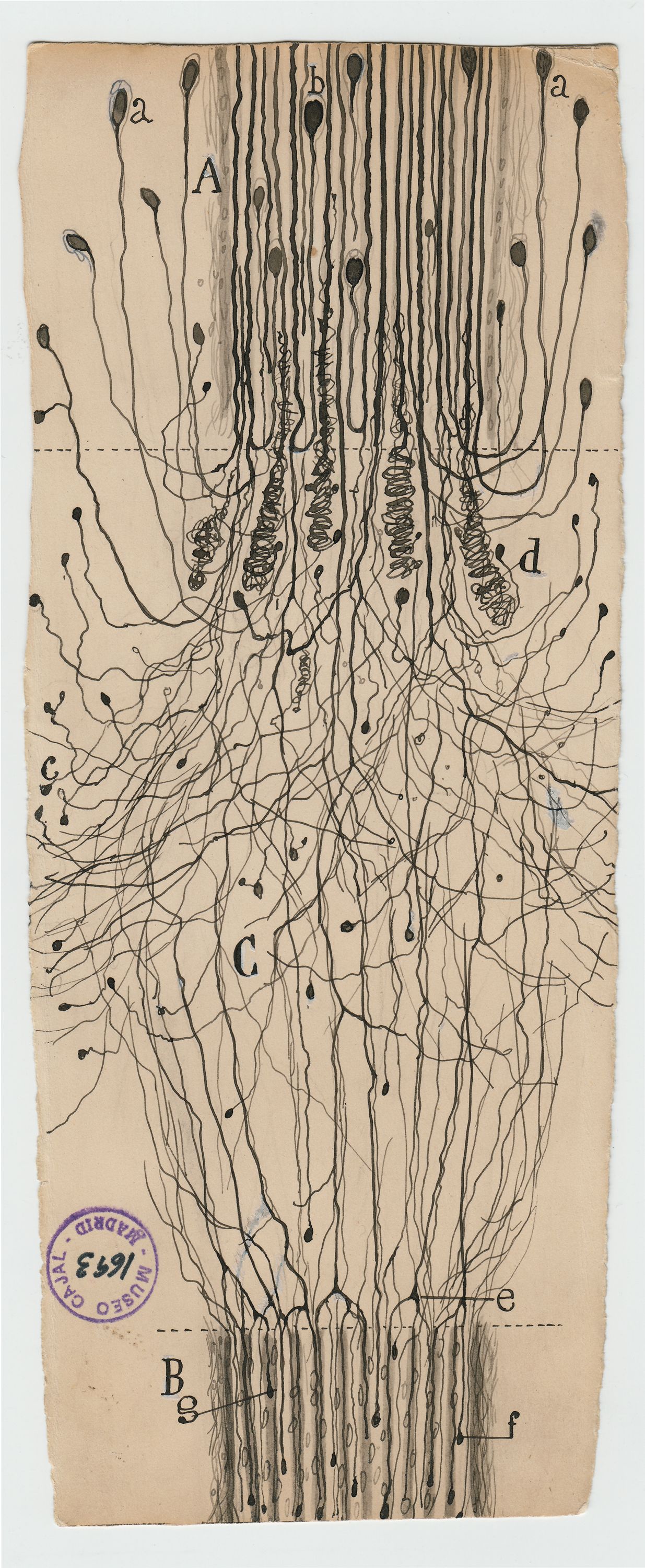 Santiago Ramón y Cajal, the Young Artist Who Grew Up to Invent