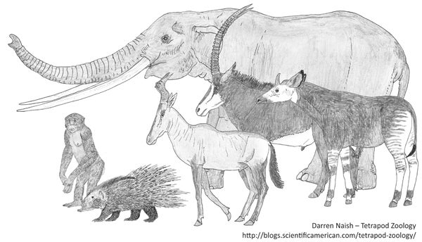 Misreading the Mokele-Mbembe (the Mokele-Mbembe, Part 1) - Scientific  American Blog Network