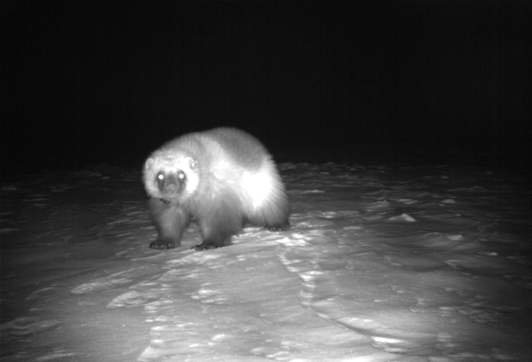 Wolves and Wolverines: A Complicated Relationship - Scientific American  Blog Network