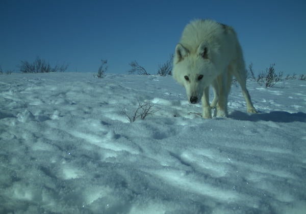 IMG 0437 Wolves and Wolverines: A Complicated Relationship