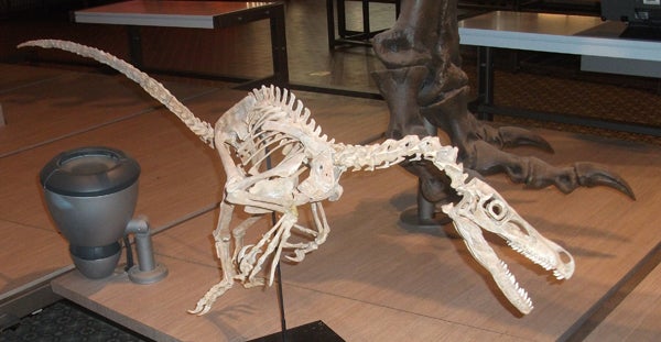 raptor skeleton jurassic park