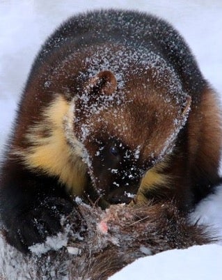 Searching for Wolverines in a Vast Northern Wilderness - Scientific  American Blog Network