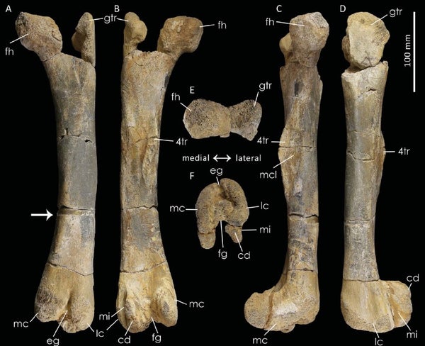 Femur