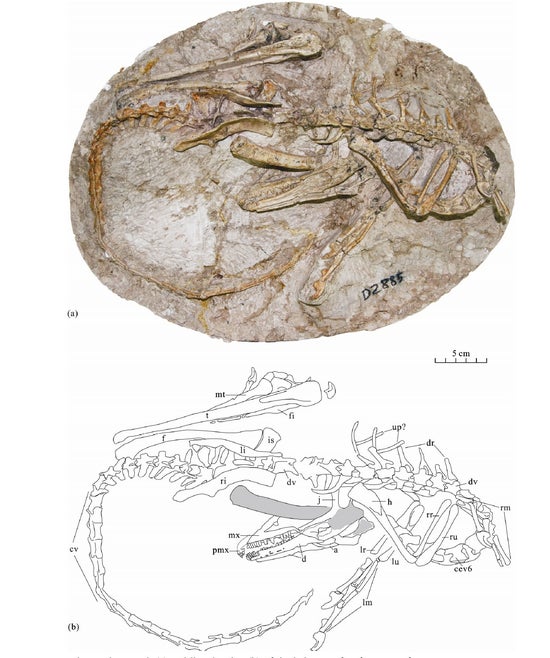 Daliansaurus