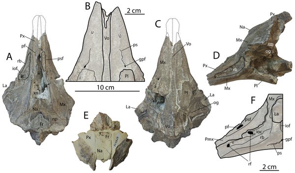 Skull