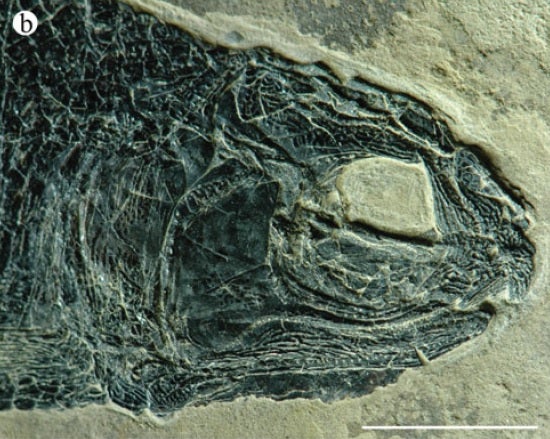 Fossil fish