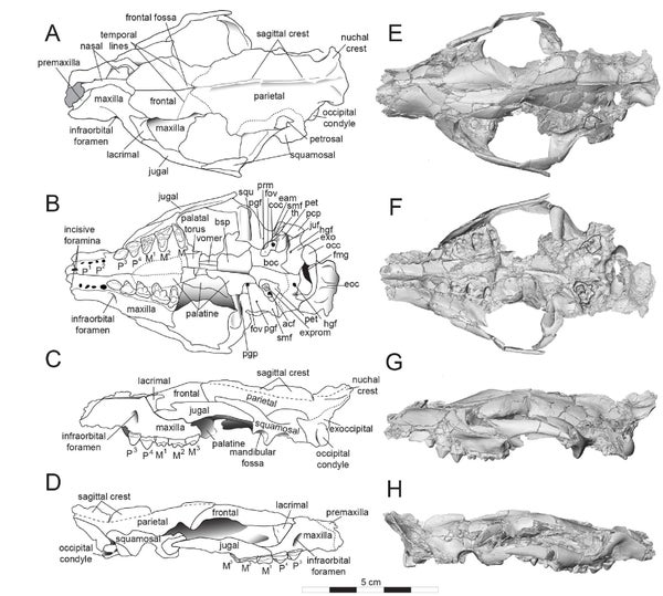 Skull