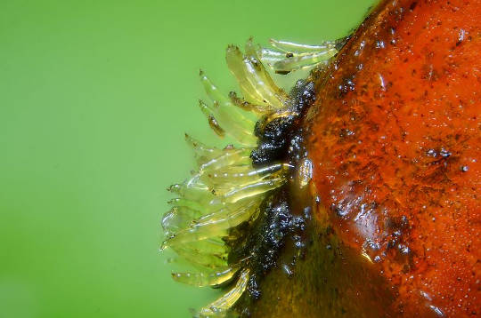 ScienceShot: Invasive Ladybug Carries Fatal Parasite, Science