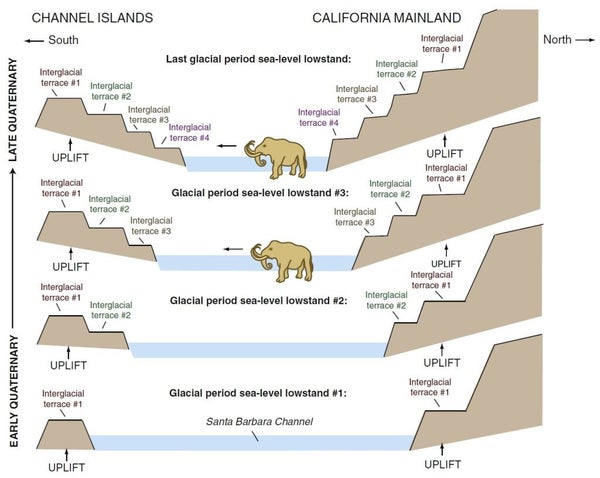 Mammoths