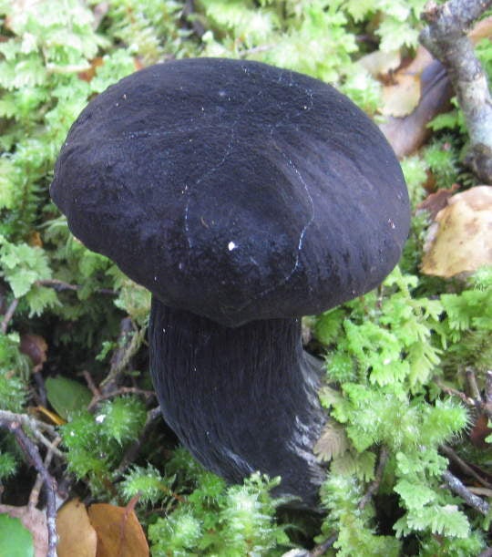 new%20zealand%20tylopilus%20formosus%20jennifer%20frazer.JPG