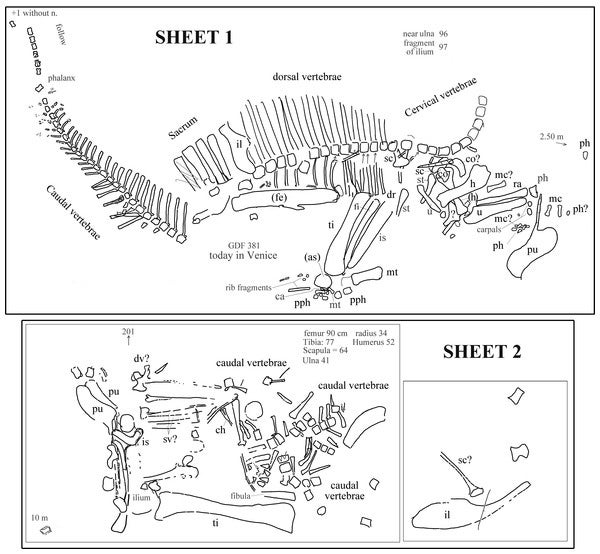 Ouranosaurus