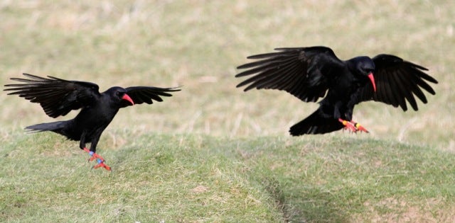 red-billed chough