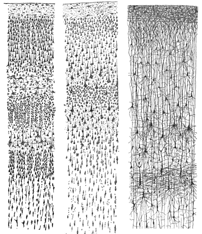 Drawings by Ramón y Cajal of the human sensory cortex