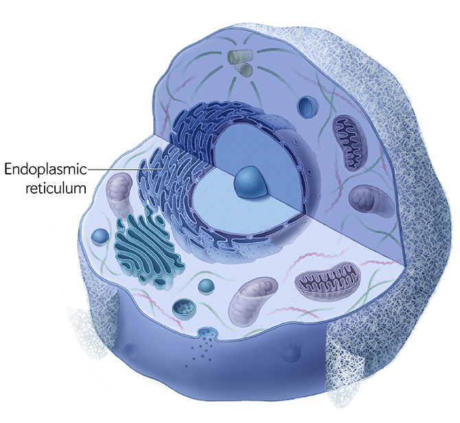 Illustration of animal cell