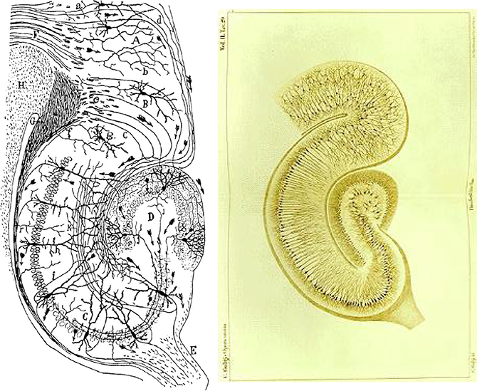 Drawings of the hippocampus by Ramón y Cajal (left) and Camillo Golgi (right)