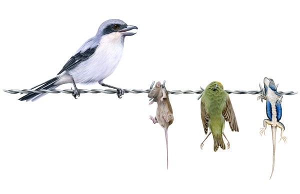 Shrike Predatory Behavior by Jennifer Bates