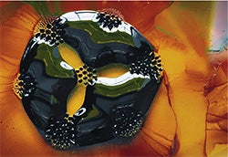 Felice Frankel Ferrofluids