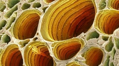 How to Engineer Biology