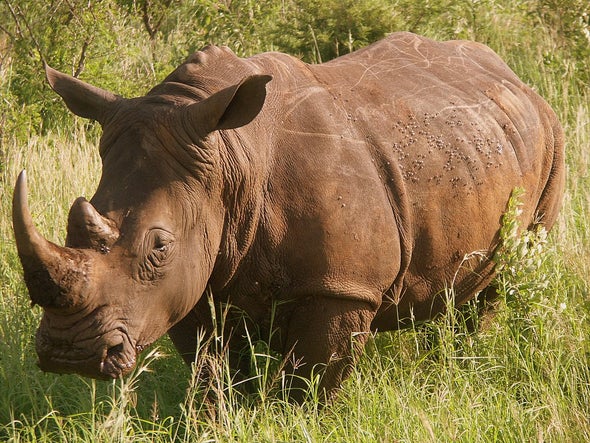 images of rhinos