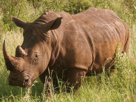southern white rhino