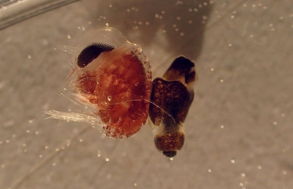 Marine Predator Problem? Try a Gastropod Hostage Backpack