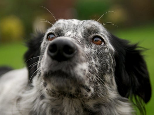 Why the Long Look, Dog? - Scientific American Blog Network