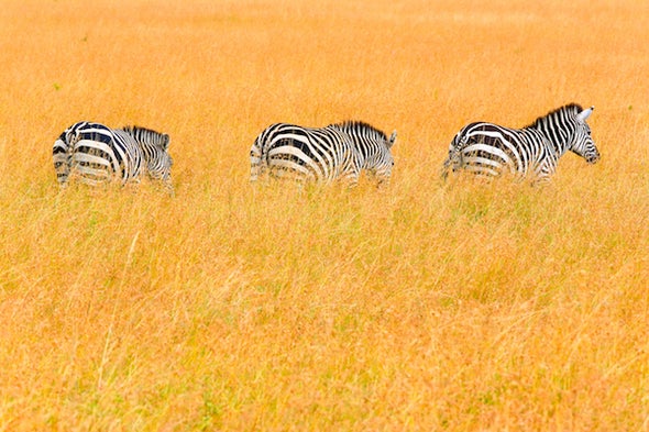 Don't Convert Africa's Savanna to Agricultural Land - Scientific American  Blog Network