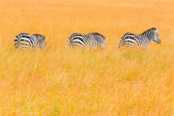 Don't Convert Africa's Savanna to Agricultural Land - Scientific American Blog Network Don't Convert Africa's Savanna to Agricultural Land - Scientific American Blog Network
