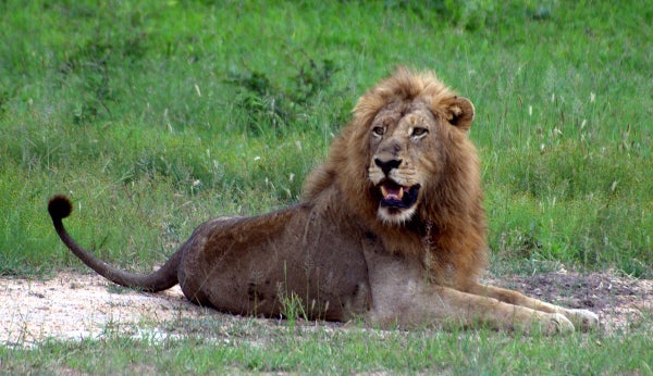 African Lions Face Extinction by 2050, Could Gain