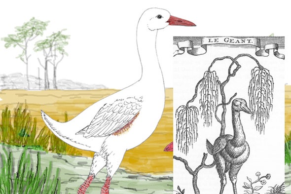 The Enigma of Leguatia, 6-Foot-Tall Mauritian Super-Rail
