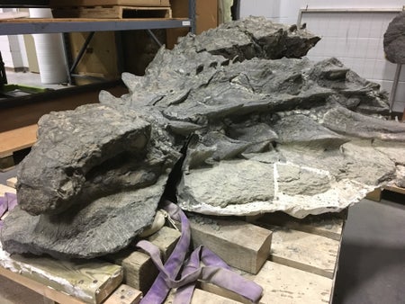 ankylosaur