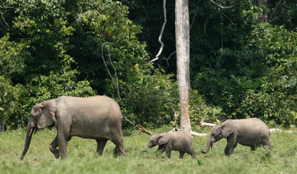 Isn't It Time We Recognize African Elephants as 2 Separate Species? -  Scientific American Blog Network