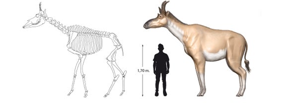 Paleo Profile: King of the Miocene Iberian Giraffes
