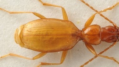 Scientists Should Stop Naming Species after Awful People