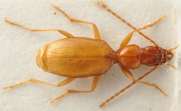 Scientists Should Stop Naming Species after Awful People