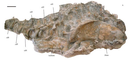 Sauropod hip