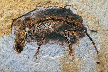 Eomaia