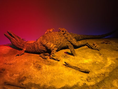Dinosaur