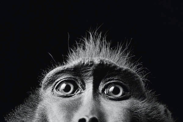 what-monkeys-can-teach-us-about-advertising-scientific-american-blog