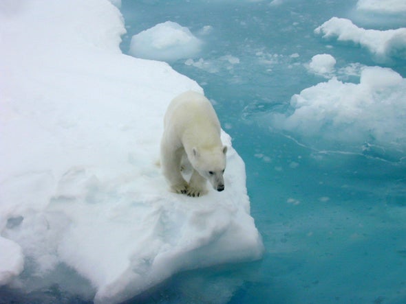 Polar Bear Conservation Plan Calls Climate Change "the Primary Threat" to Their Survival