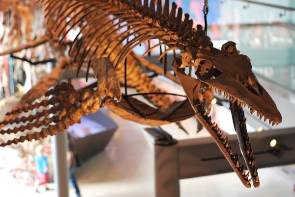 The Mark of the Mosasaur - Scientific American Blog Network