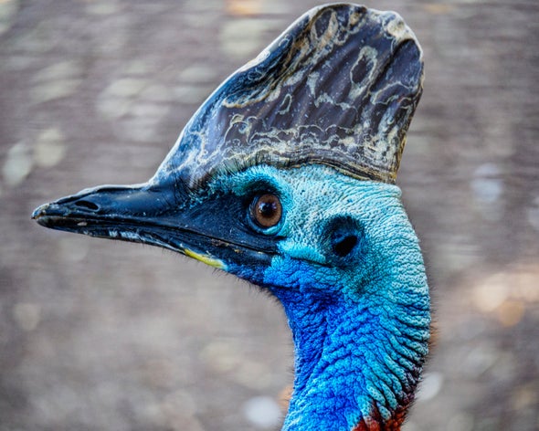 How Dangerous Are Cassowaries, Really? - Scientific American Blog Network