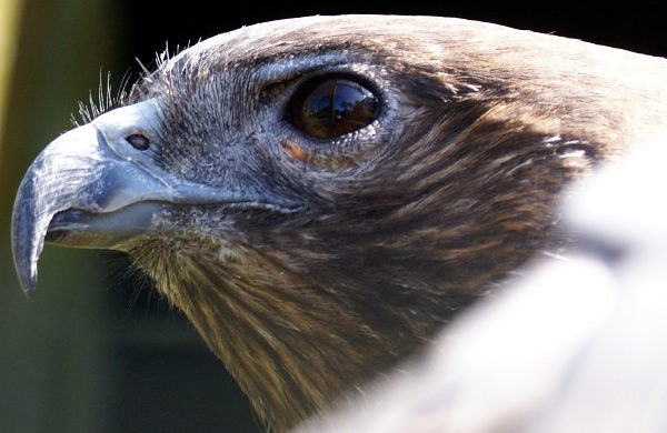 the-long-strange-saga-of-the-endangered-hawaiian-hawk-scientific